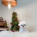 모모티디 독 쌀롱 반려견 미용 계림점 이미지