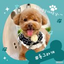 동그라개 | 안양 의왕 평촌 애견미용 호텔 동그라개에서 미용한 후기
