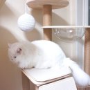 미뇽 캣 이미지