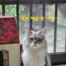 고다상사 이미지