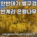 원주씨유개운점 | [공지] 안반데기 별구경 &amp; 반계리 은행나무(가을아 가지마)