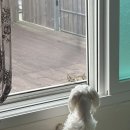 보니타펜션 | 강화도 애견동반 숙소 까사보니타 강아지 가능 에어비앤비 강화 독채 12명 11만원 후기