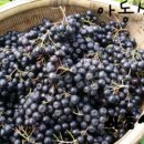 저두농장 이미지