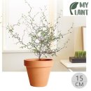 디플랜트 이미지