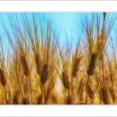 중천농장 이미지