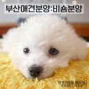 펫미장원 공감 이미지