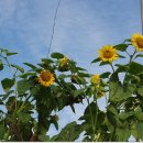 옛날솜씨마을 이미지