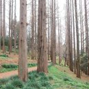 송정메타세콰이어길 이미지