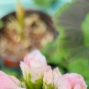 러블리몽 이미지