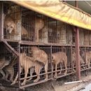 가학농장 이미지