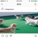 하이독스 이미지