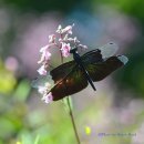 나비잠자리 이미지