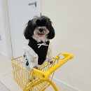 봉이하우스 | ep.3 산이와 청주 애견카페 &#39;봉이하우스&#39; 방문 후기