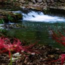 선운사꽃무릇 이미지