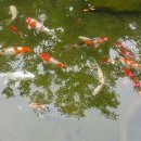 물레방아기사식당 이미지