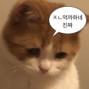 태영약국 | [한국 일상] 역시 사람이 안 하던 짓을 하면.. (출국 전 일상)
