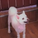 이쁘개 귀엽개 이미지