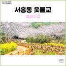 영락1농로 | 제주 서귀포 봄 여행 추천, 서홍동 웃물교 벚꽃구경 숨겨진 벚꽃 명소