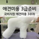 보람애견미용 | [국비지원 애견미용 3급 자격증] 3주차 학원 수업&amp;위그 실습 준비 리얼 후기