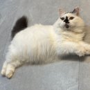 집사의하루 노원점 이미지