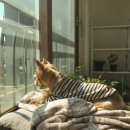 정이드는집 이미지