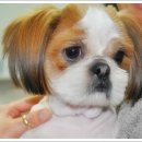 대주사료 애견샵 이미지