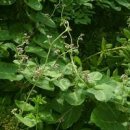 여름 야생화 박주가리(꽃말)효능 박주가리뜻은? 이미지