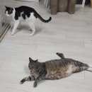 고양이 쉼터 | 나의 첫 고양이 쉼터 봉사 후기(사진 많음)