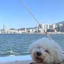 부산요트투어요기요트 | 부산 애견동반 요트투어 추천 | 해운대 요트다 예약 가격 탑승 후기