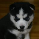 카리스마 이미지