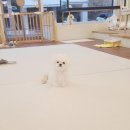 펫 탑 클래스 이미지