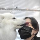 올 도그 그루밍(All DOG GROOMING) 이미지