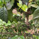 최한용농장 이미지