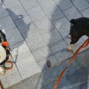 장군이켄넬 Daum카페
