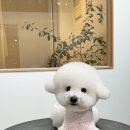 복희미용실 | 김포시 장기동 비숑 미용｜6mm 스포팅 + 귀툭 컷 복희 후기