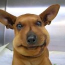 멍멍이 달린다 이미지