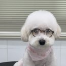 댕스얼랏 이미지