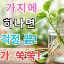 가지 삽수(揷穗) 시 주의사항 달린 잎 살려둬야 이미지
