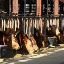 홍성정육점 이미지