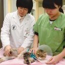 우리강아지 이미지