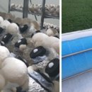 신봉농장 이미지