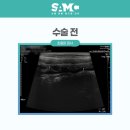 서울동물메디컬센터 이미지