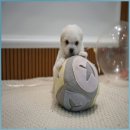 댕댕이 애견샵 이미지
