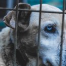 애견호텔 이미지