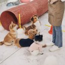 나라펫 이미지