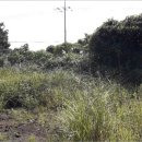 온평리-10 이미지