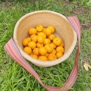 소원농장 | 제주여행 귤따기 체험농장 추천 구들민박감귤체험농장