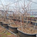 [블루베리자재] 화분형 베드 재배방식 전파? 이미지