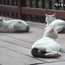 갑죽