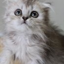 맘스캣(MOMSCAT) 이미지